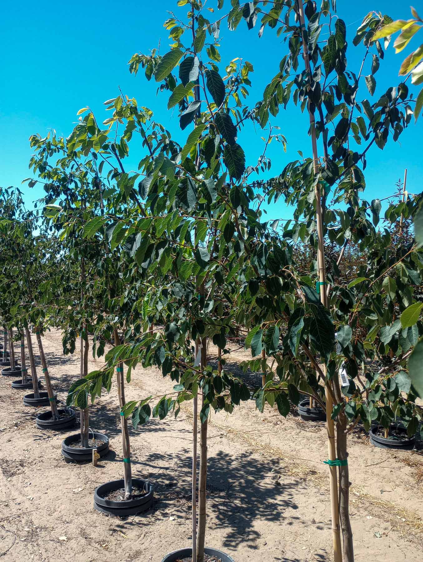 Discover the Beauty of Spring Flurry® Serviceberry Garden Gate Nursery